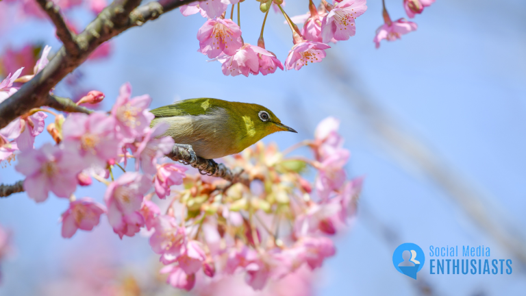 Spring Social Refresh: 5 Must-Do Strategies to Bloom Your Brand This Season